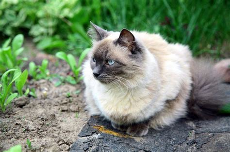 Balinese Cat Price Range Where To Find Balinese Kittens For Sale 2024