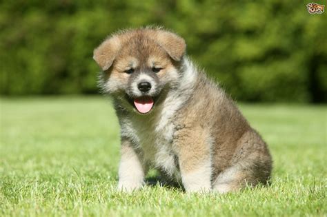 Japanese Shiba Inu Dog Breed Facts Highlights And Buying