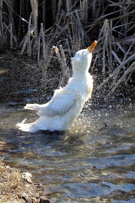 Water Off A Duck S Back Photograph By Allison Kelly Pixels