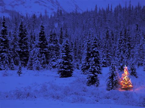 Wallpaper Snow Winter Pine Trees Holiday Christmas Lights