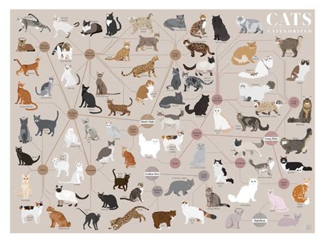 Cats Categorized Cat Breeds Chart Cat Infographic Cat Breeds