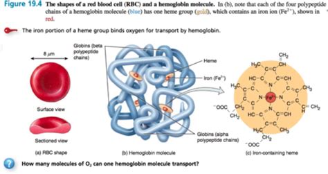 Breakdown Of Hemoglobin Diagram