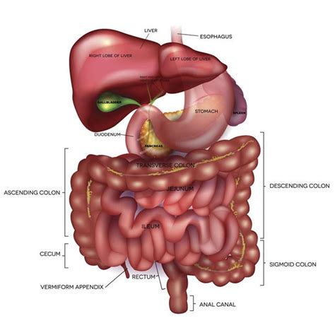 In the medical field, it is called vermiform appendix. Appendix Location - Where is Your Appendix - Bodytomy