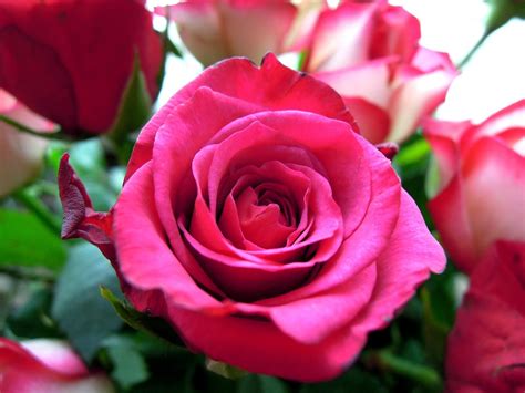 Rose Flower Pink · Free Photo On Pixabay
