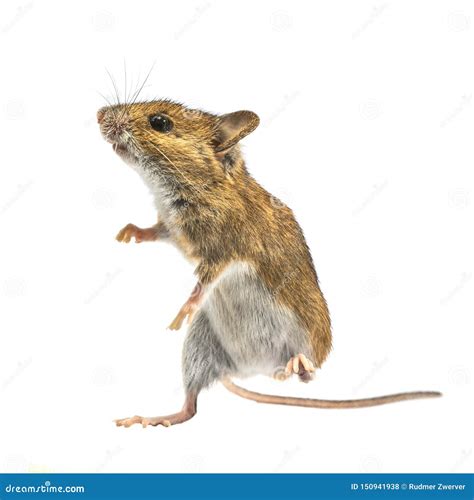 Dancing Mouse Isolated On White Background Stock Photo Image Of