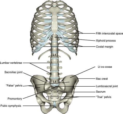 Bone Structure On Yhe Left Lower Abdomen Lower Right Quadrant Anatomy