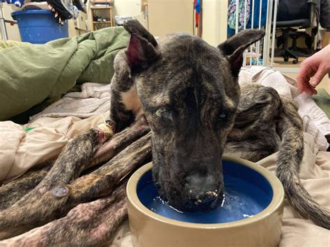 Dying Dog Abandoned In Shelter Parking Lot Pet Rescue Report