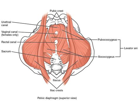 For The Guys Heres How To Relax Your Tight Pelvic Floor Muscles Strength Resurgence