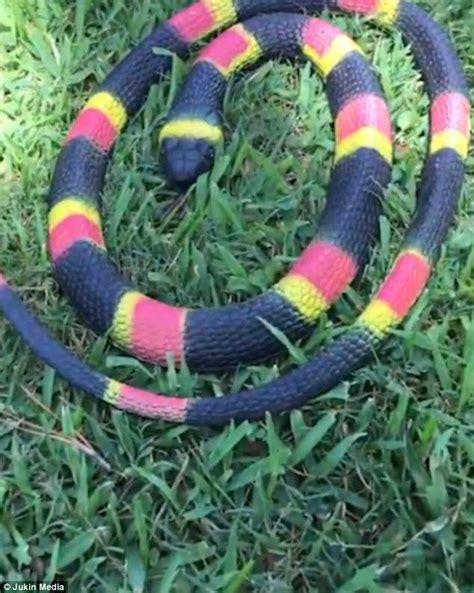 Golfer Freaks Out Over Fake Snake Prank In Tennessee Daily Mail Online