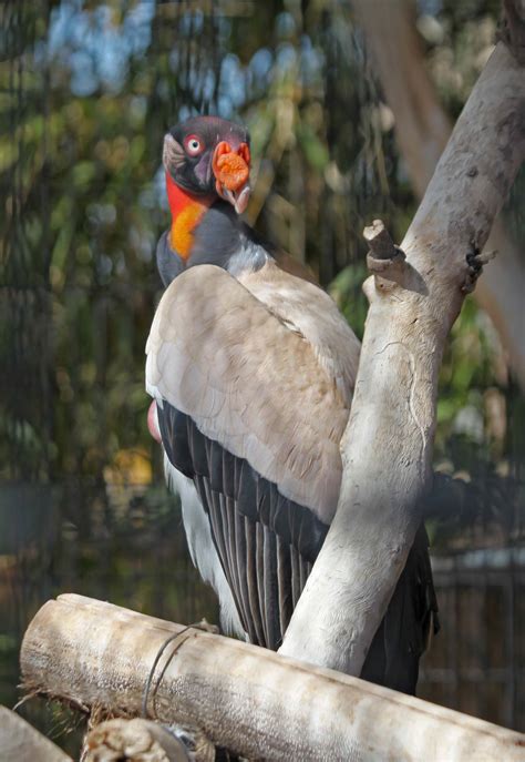 Pictures And Information On King Vulture