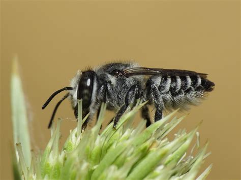 Megachile Leachella Or Pilidens Female Megachilidae Flickr