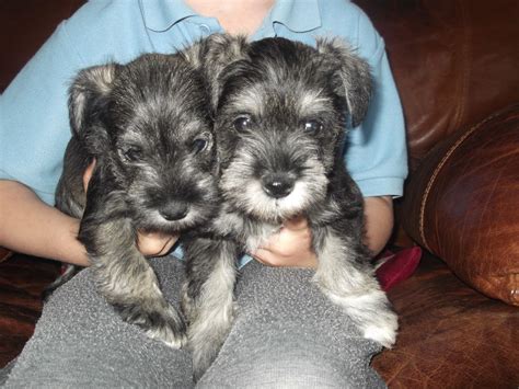 Miniature schnauzer puppies 8 weeks. Miniature Schnauzer Puppies | Bromsgrove, Worcestershire | Pets4Homes