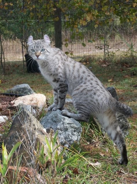 I was shocked that hit the purrfect note and. Our Highland Lynx Queens : SherBobsExoticCats.com