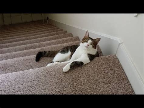 Poor Cat Fails 😹 Funniest Cats Falling Down 😿 Stairs Compilation