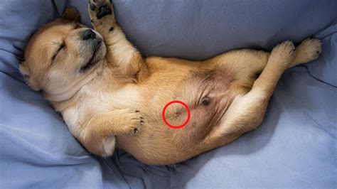 Do Dogs Have Belly Buttons And Why