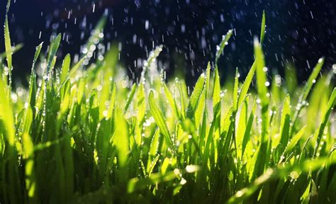 Rain Is Falling On Fresh Green Grass Stock Image Image Of Climate