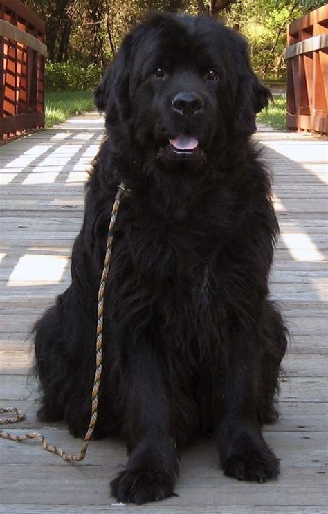 Newfoundland Dog Info And Pictures Fallinpets
