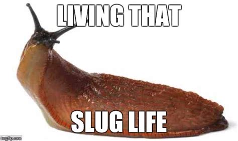 Image Tagged In Slug Life Imgflip