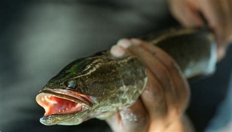 81 Snakehead Fish Caught Swimming Upstream At Conowingo Dam A