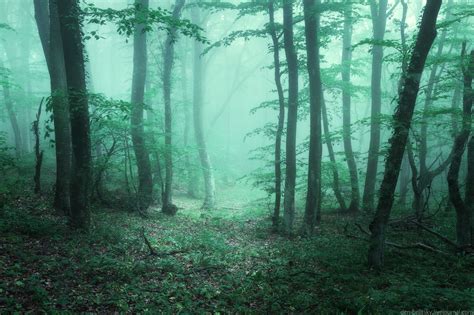 Fairy Tale Forest In Baydar Valley In Crimea · Ukraine