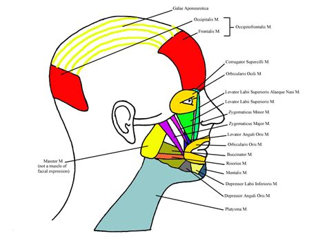 Muscles Of Facial Expression