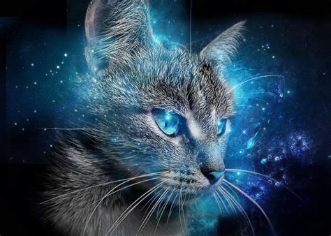 Blue Eyed Cats Wallpapers Wallpaper Cave