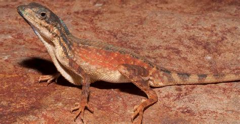 Two New Species Of Indian Lizard Described By Museum Scientist