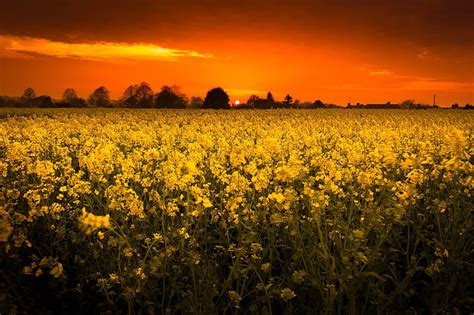 Earth Rapeseed Field Nature Summer Sunset Yellow Flower Hd