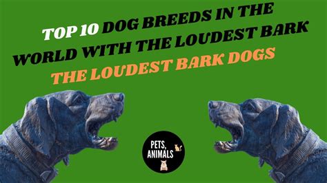 Top 10 Dog Breeds In The World With The Loudest Bark The Loudest Bark