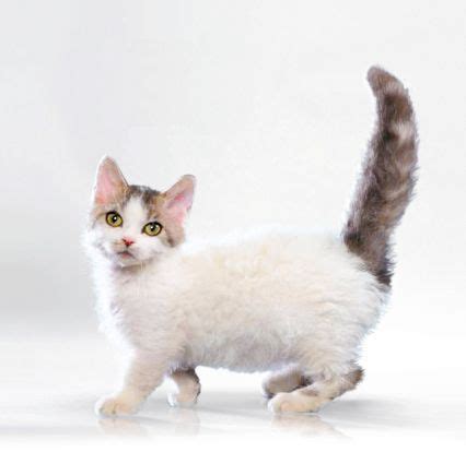 But if you know that doubts may change your mind, then jiji.ng is the best place. LAMBKIN: Selkirk Rex x Munchkin | A crossing between two ...