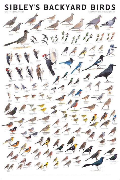 Sibleys Backyard Birds Of Western North America Poster Etsy