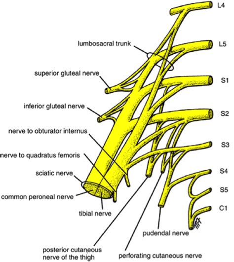 Sciatic Nerve Chart