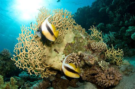 Resun pompa air آخرین مقالات. Schooling Bannerfish Stock Photos, Pictures & Royalty-Free ...