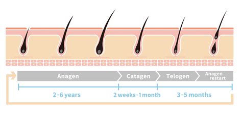 Hair Growth Cycle The Stages Explained Grow Gorgeous Vlrengbr