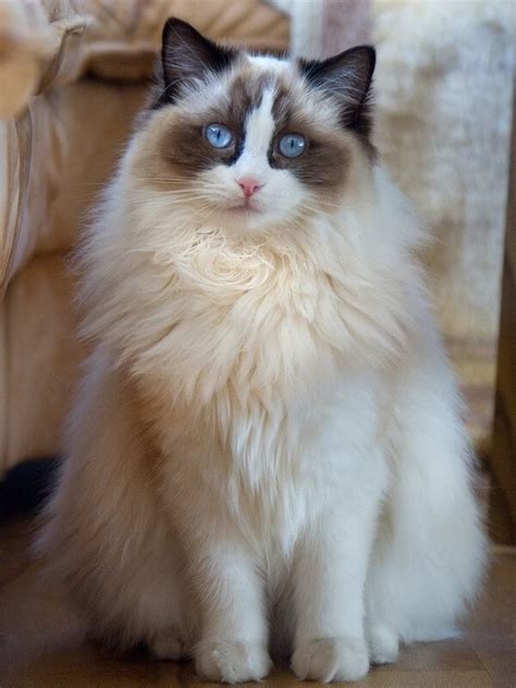 Norwegian Forest Cat Ragdoll Mix Complete Guide Vocal Cats
