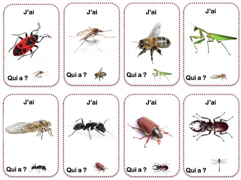 Les Petites Bêtes Du Jardin La Maternelle De Vivi Insectes Les