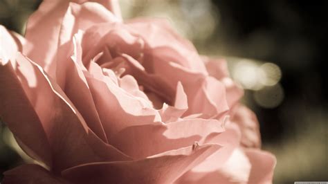 Online Crop Pink Rose Nature Rose Flowers Plants Hd Wallpaper