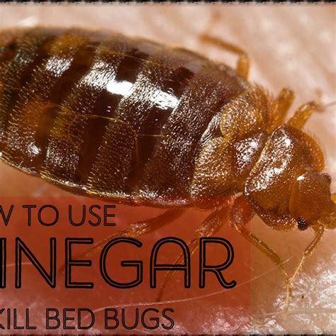 Does Vinegar Kill Dog Mites