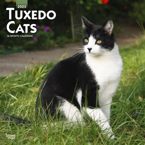 15 Surprising Facts About Tuxedo Cats Bilibili 52 Off