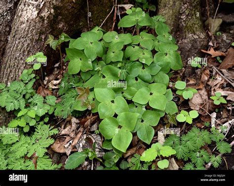 Three Lobed Leaves Hi Res Stock Photography And Images Alamy