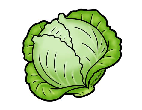 Cabbage Illustration Illustration Cabbage Vegetable Cartoon