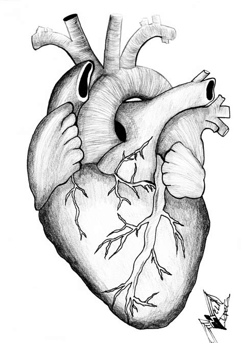 How To Draw A Human Heart Drawing Easy Outline Anatomical Heart Images
