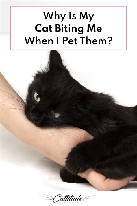 Does Your Cat Bite You When You Pet Them Find Out Why Cat Biting
