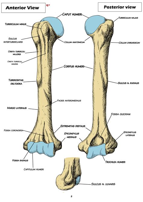 Anatomy Humerus By Bk 81 On Deviantart