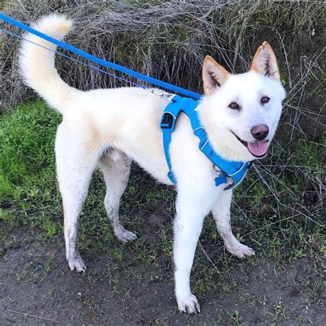 Lost Dog Tanner Is A White Shiba Inu Mix Last Seen In Walnut Creek