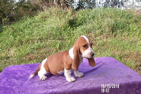 Send email to j&s bassets click here to visit j&s bassets website. Cinnamon: Basset Hound puppy for sale near Kansas City, Missouri. | 64ed4341-9331