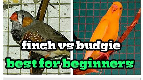 Are you looking for the perfect beginner pet bird? best pet bird for beginners - budgie vs finch(in Hindi ...