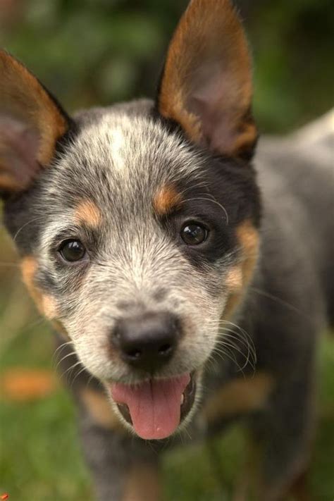 Pin By Натусик On Dog Luv Cattle Dog Puppy Heeler Puppies