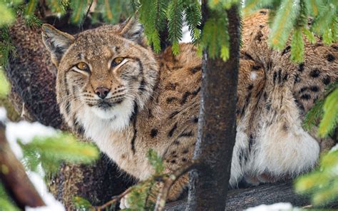 Wallpaper Animals Nature Wildlife Zoo Lynx Cheetah Leopard