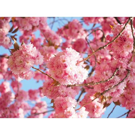 Kwanzan Cherry Blossom Tree Bare Root Best Trees And Plants From Home Depot Popsugar Home Uk